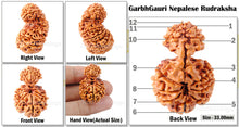 Load image into Gallery viewer, 12 Mukhi Nepalese Garbh Gauri Rudraksha - Bead No.14