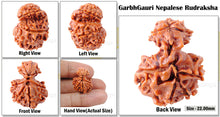 Load image into Gallery viewer, Nepalese Garbh Gauri Rudraksha - Bead No. 6