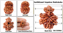 Load image into Gallery viewer, 9 Mukhi Nepalese Garbh Gauri Rudraksha - Bead No. 9