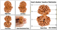 Load image into Gallery viewer, Gaurishanker Nepalese Rudraksha Bead No. - 121