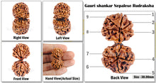 Load image into Gallery viewer, Gaurishanker Nepalese Rudraksha Bead No. - 120