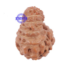 Load image into Gallery viewer, 17 Mukhi Rudraksha from Indonesia - Bead No. 147
