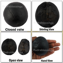 Load image into Gallery viewer, Shivling Shaligram - 12