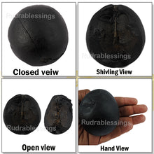 Load image into Gallery viewer, Shivling Shaligram - 12
