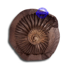 Load image into Gallery viewer, LAXMI - 1