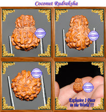 Load image into Gallery viewer, Coconut Rudraksha