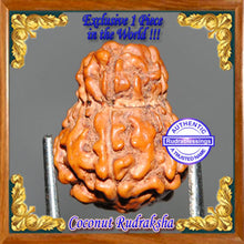 Load image into Gallery viewer, Coconut Rudraksha