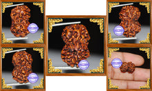 Load image into Gallery viewer, Damru Rudraksha - Bead No. 1