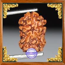 Load image into Gallery viewer, Damru Rudraksha - Bead No. 2