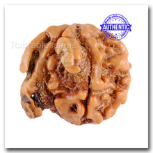 Load image into Gallery viewer, Nepalese Double Ganesh Rudraksha - Bead No. 31