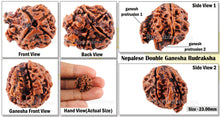 Load image into Gallery viewer, Nepalese Double Ganesh Rudraksha - Bead No. 139