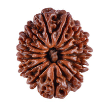 Load image into Gallery viewer, 5 Mukhi Rudraksha from Nepal - test