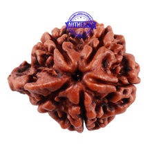 Load image into Gallery viewer, Nepalese Ganesh Rudraksha - Bead No. 119