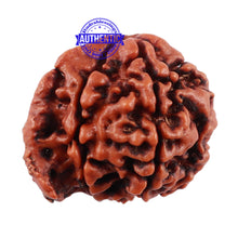 Load image into Gallery viewer, Nepalese Ganesh Rudraksha - Bead No. 119