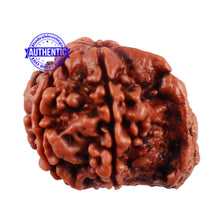 Load image into Gallery viewer, Nepalese Ganesh Rudraksha - Bead No. 119