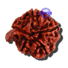 Load image into Gallery viewer, Nepalese Ganesh Rudraksha - Bead No. 158