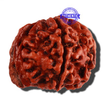 Load image into Gallery viewer, Nepalese Ganesh Rudraksha - Bead No. 158