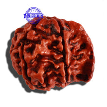 Load image into Gallery viewer, Nepalese Ganesh Rudraksha - Bead No. 158