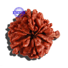 Load image into Gallery viewer, Nepalese Double Ganesh Rudraksha - Bead No. 163