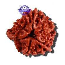 Load image into Gallery viewer, Nepalese Double Ganesh Rudraksha - Bead No. 163