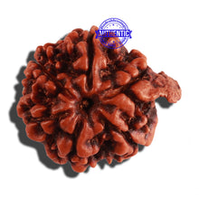 Load image into Gallery viewer, Nepalese Ganesh Rudraksha - Bead No. 164