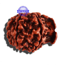 Load image into Gallery viewer, Nepalese Ganesh Rudraksha - Bead No. 164