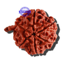 Load image into Gallery viewer, Nepalese Ganesh Rudraksha - Bead No. 171
