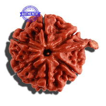 Load image into Gallery viewer, Nepalese Ganesh Rudraksha - Bead No. 171