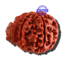 Load image into Gallery viewer, Nepalese Ganesh Rudraksha - Bead No. 171