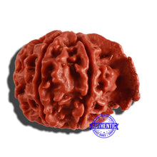Load image into Gallery viewer, Nepalese Ganesh Rudraksha - Bead No. 171