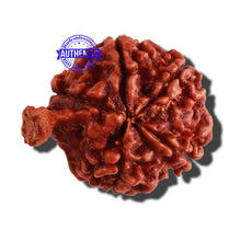 Load image into Gallery viewer, Nepalese Ganesh Rudraksha - Bead No. 174