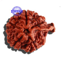 Load image into Gallery viewer, Nepalese Ganesh Rudraksha - Bead No. 174