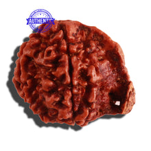 Load image into Gallery viewer, Nepalese Ganesh Rudraksha - Bead No. 174