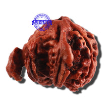 Load image into Gallery viewer, Nepalese Triple Ganesh Rudraksha - Bead No. 189