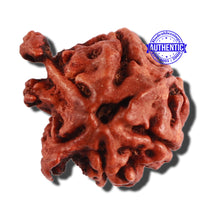 Load image into Gallery viewer, Nepalese Triple Ganesh Rudraksha - Bead No. 189
