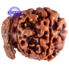Load image into Gallery viewer, Nepalese Ganesh Rudraksha - Bead No. 50