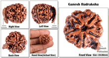 Load image into Gallery viewer, Nepalese Ganesh Rudraksha - Bead No. 50