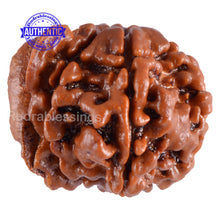 Load image into Gallery viewer, Nepalese Ganesh Rudraksha - Bead No. 51