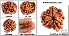 Load image into Gallery viewer, Nepalese Ganesh Rudraksha - Bead No. 51