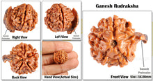Load image into Gallery viewer, Nepalese Ganesh Rudraksha - Bead No. 54