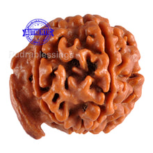 Load image into Gallery viewer, Nepalese Ganesh Rudraksha - Bead No. 55