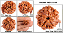 Load image into Gallery viewer, Nepalese Ganesh Rudraksha - Bead No. 55
