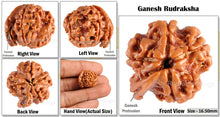 Load image into Gallery viewer, Nepalese Ganesh Rudraksha - Bead No. 58