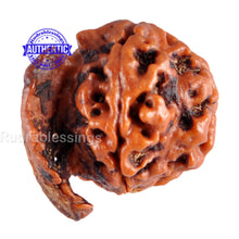 Load image into Gallery viewer, Nepalese Ganesh Rudraksha - Bead No. 59