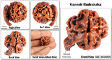 Load image into Gallery viewer, Nepalese Ganesh Rudraksha - Bead No. 59