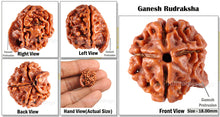 Load image into Gallery viewer, Nepalese Ganesh Rudraksha - Bead No. 60
