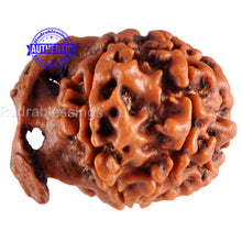 Load image into Gallery viewer, Nepalese Ganesh Rudraksha - Bead No. 62