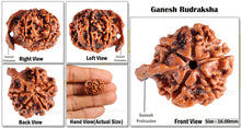 Load image into Gallery viewer, Nepalese Ganesh Rudraksha - Bead No. 62
