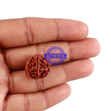 Load image into Gallery viewer, Nepalese Ganesh Rudraksha - Bead No. 63