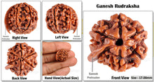 Load image into Gallery viewer, Nepalese Ganesh Rudraksha - Bead No. 63